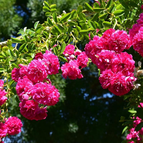 Multiple pink double rose flowers hanging from leafy branches