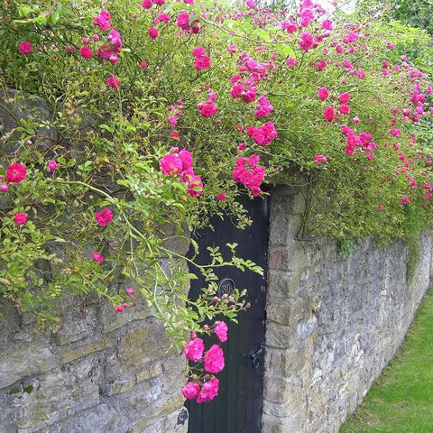 Pink rose blossoms spilling over a garden wall and dark door