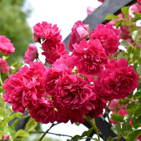 Branch of bright pink double rose flowers against green leaves
