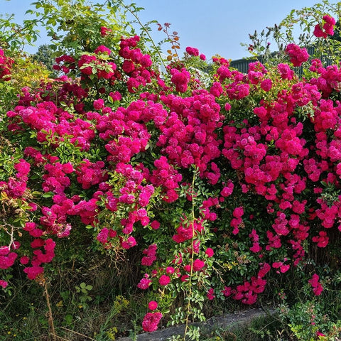Flowering rose plant with bright magenta clustered blooms and green foliage