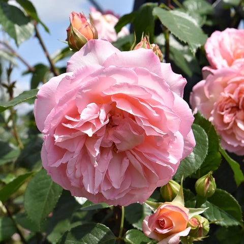 Pink ruffled rose flower in full bloom with buds and glossy green leaves