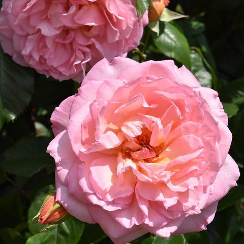 Pink ruffled rose bloom with layered petals and green leaves on a rose plant