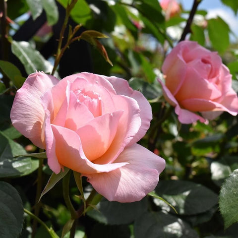 Two light pink rose blooms on a stem with green leaves between blossoms