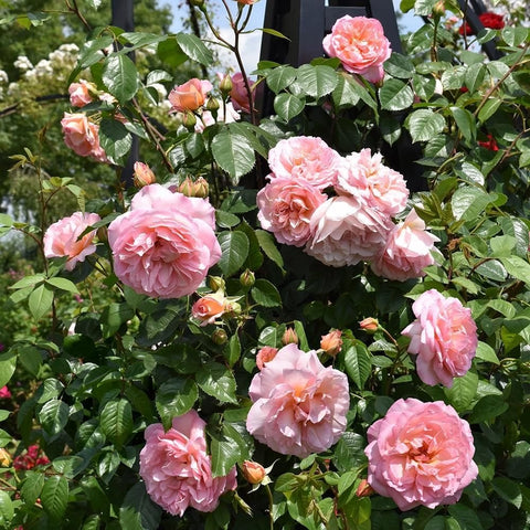 Cluster of pink garden roses on green leafy branches with multiple open blooms