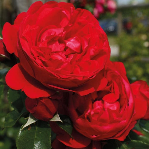 Red rose bloom with layered petals and green leaves