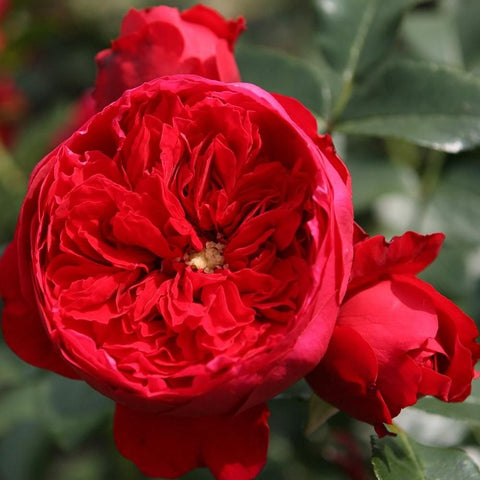 Single red rose bloom with ruffled petals and green leaf sprig