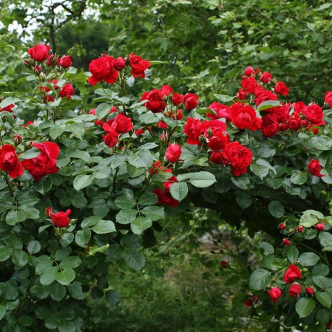 Red rose shrub with many blossoms and green leaves