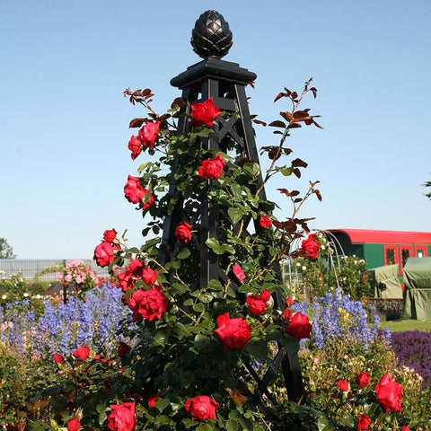 Red rose climbing around black lantern-style garden stand