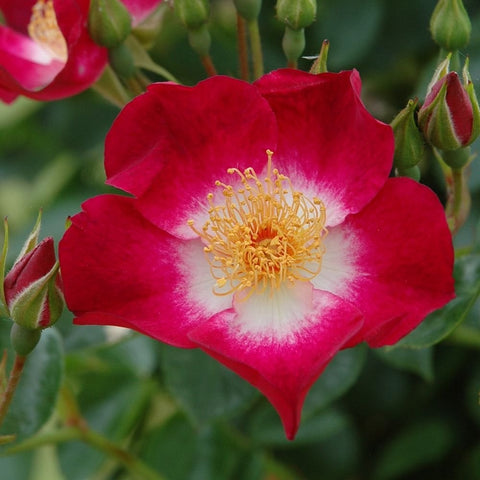 Single red-pink rose flower with white center and yellow stamens, green buds nearby