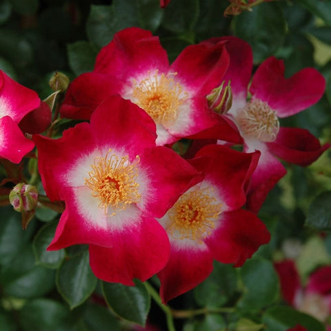 Cluster of red-pink roses with white centers and yellow stamens on green foliage