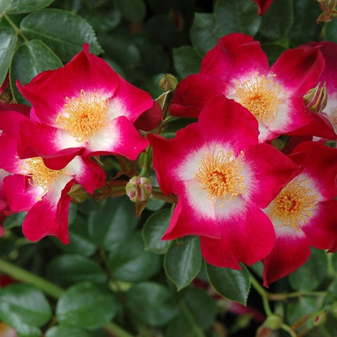 Group of red-pink rose blooms with white centers and yellow stamens on leafy stems