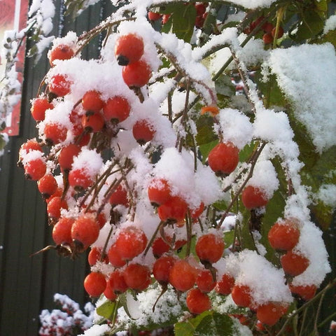 Kiftsgate Superior rose branches with red hips dusted with snow and green foliage