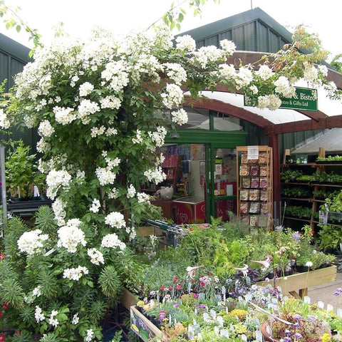 Kiftsgate Superior rose climbing on a trellis with white flowers and green leaves