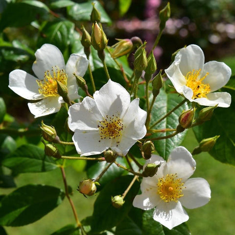 Kiftsgate Superior rose blossoms on stems with white flowers, buds, and green leaves