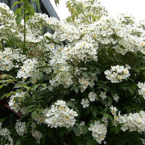 Kiftsgate Superior rose with dense sprays of white blossoms and leafy green branches