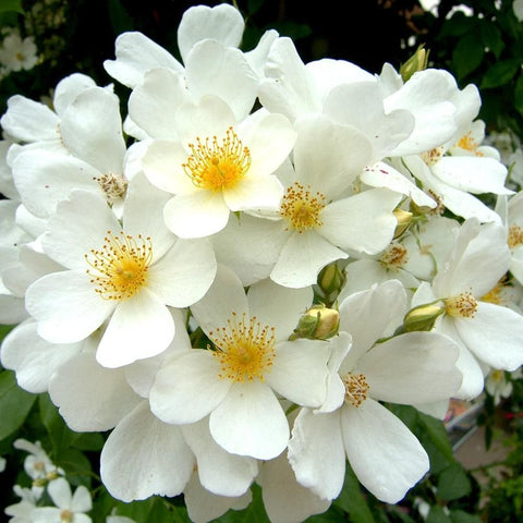 Kiftsgate Superior rose flower cluster with white five-petal blooms and yellow centers