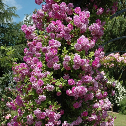 Mauve rambler rose shrub covered in dense clusters of pink-purple double blossoms