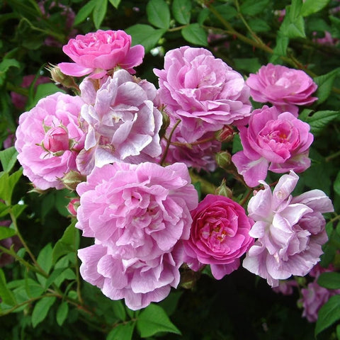 Mauve rambler rose with clusters of light purple and pink double blossoms and green leaves