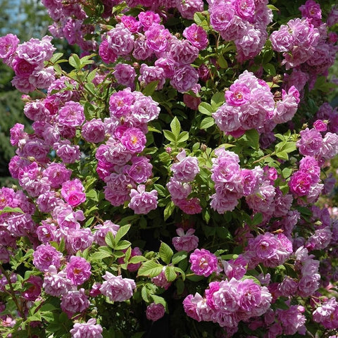 Mauve rambler rose close-up with bright pink-purple double blooms and glossy green leaves