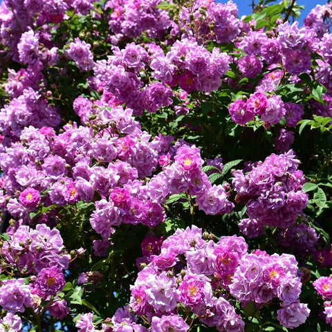 Mauve rambler rose mass planting with abundant pink-purple double blossoms
