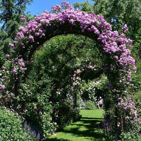 Mauve rambler rose plant growing over a garden arch with many pink-purple blooms