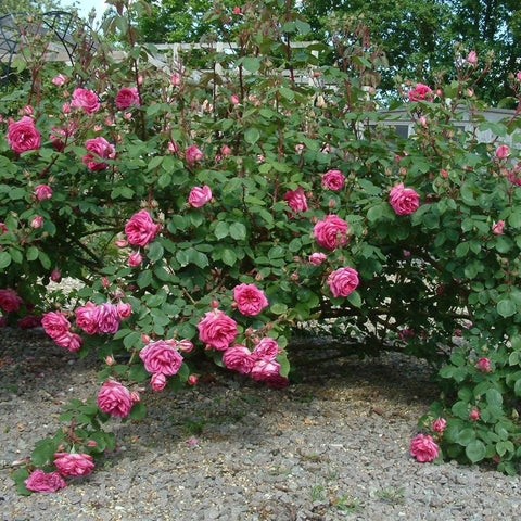 Pink rose bushes with many blooms along a garden pathway