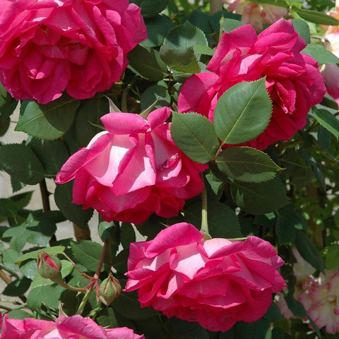 Cluster of bright pink roses with serrated green leaves on branches