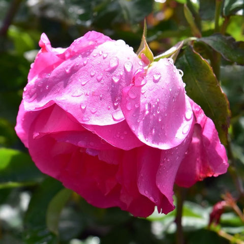 Pink rose flower with raindrops on layered petals and green leaves