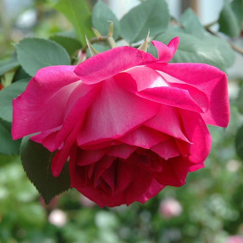Pink rose bloom with layered petals and green leaves on a stem