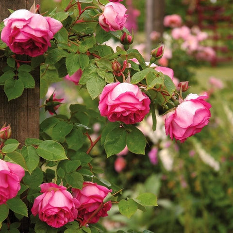 Pink roses on climbing stems with green leaves near a wooden fence