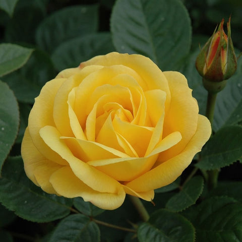 Yellow climbing rose flower with cupped petals and visible bud