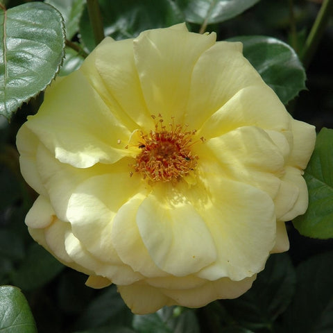 Light yellow climbing rose bloom with ruffled petals and yellow center stamens
