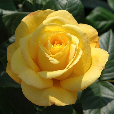 Golden yellow climbing rose bloom with layered spiral petals