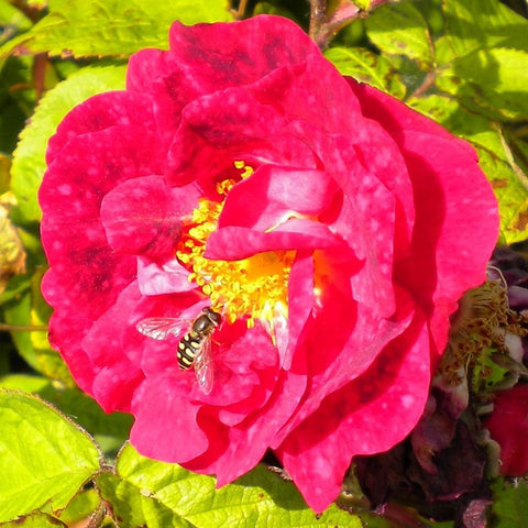 Pink-red rose bloom with yellow center and a small bee on the petals