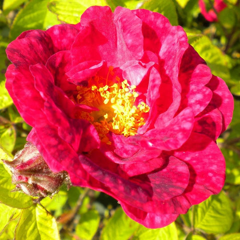 Vivid pink rose flower with speckled petals and yellow center on the stem