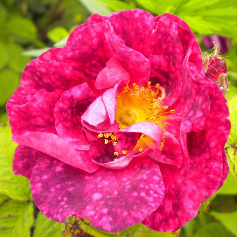 Pink and magenta rose bloom with yellow stamens and overlapping petals in green foliage
