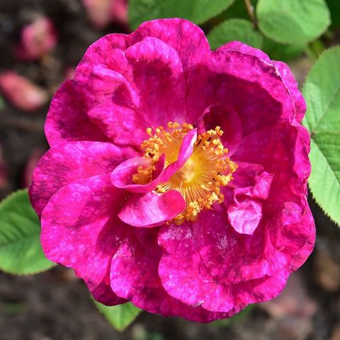 Single magenta rose bloom with bright yellow center and ruffled petals