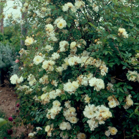 Cream-yellow rose shrub with many double blooms and green leaves