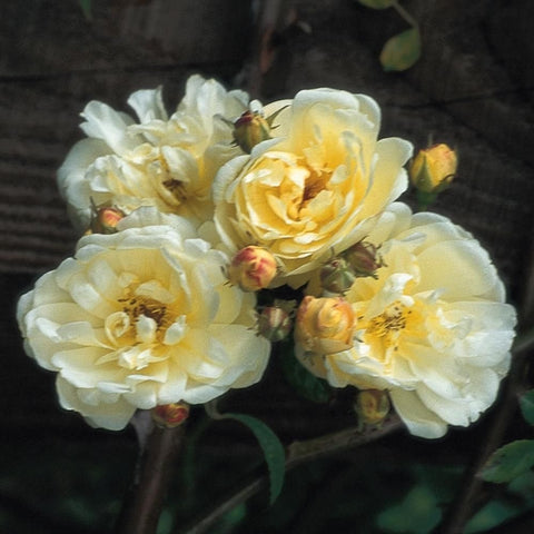 Close-up of creamy yellow double rose blooms with visible petals and buds