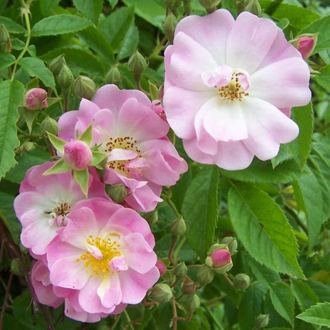 Apple Blossom rose with pale pink blooms, yellow centers, and green buds on leafy stems