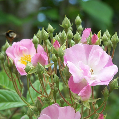 Light pink rose blossoms with yellow centers, green buds, and serrated leaves on stems