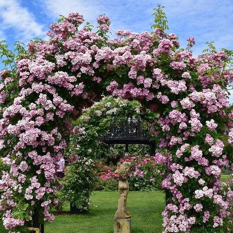Spreading rose plant covered in pink double blooms with leafy branches and buds