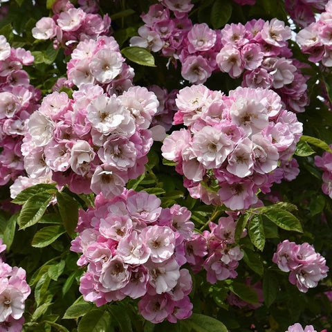 Clusters of pale pink double rose blooms with layered petals and green leaves