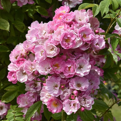 Bouquet-like cluster of bright pink double rose blooms with green leaves and buds