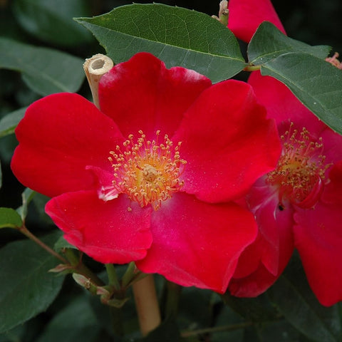 Red rose flowers with yellow stamens and dark green leaves