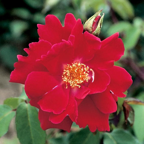 Single red rose bloom with yellow stamens and green leaves, plus unopened bud