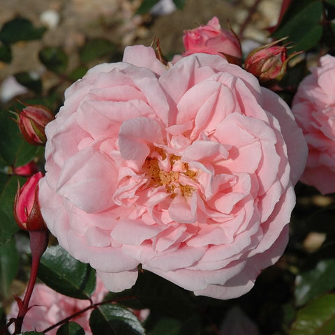 Light pink shrub rose bloom with layered petals and yellow center, green leaves