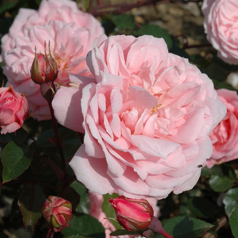 Pink shrub rose flowers with red buds on stems and green foliage