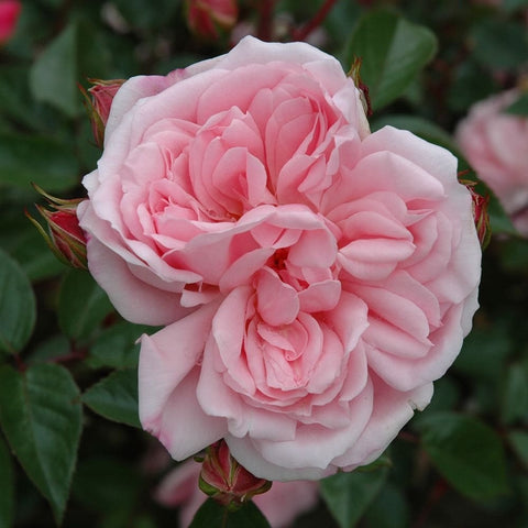 Soft pink shrub rose bloom with ruffled double petals and green leaves