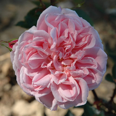 Pale pink shrub rose flower with tightly layered petals and green leaves